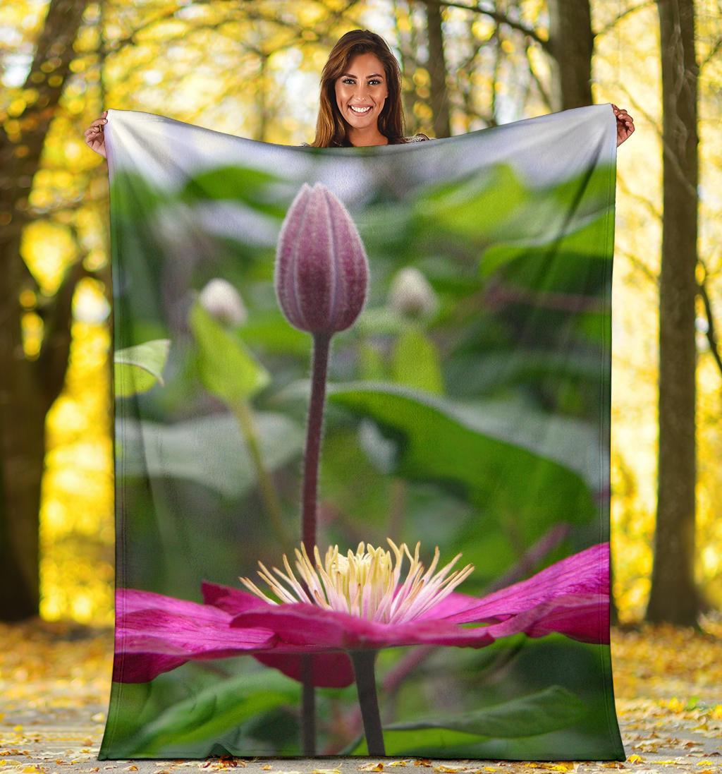 Blanket Clematis 9018